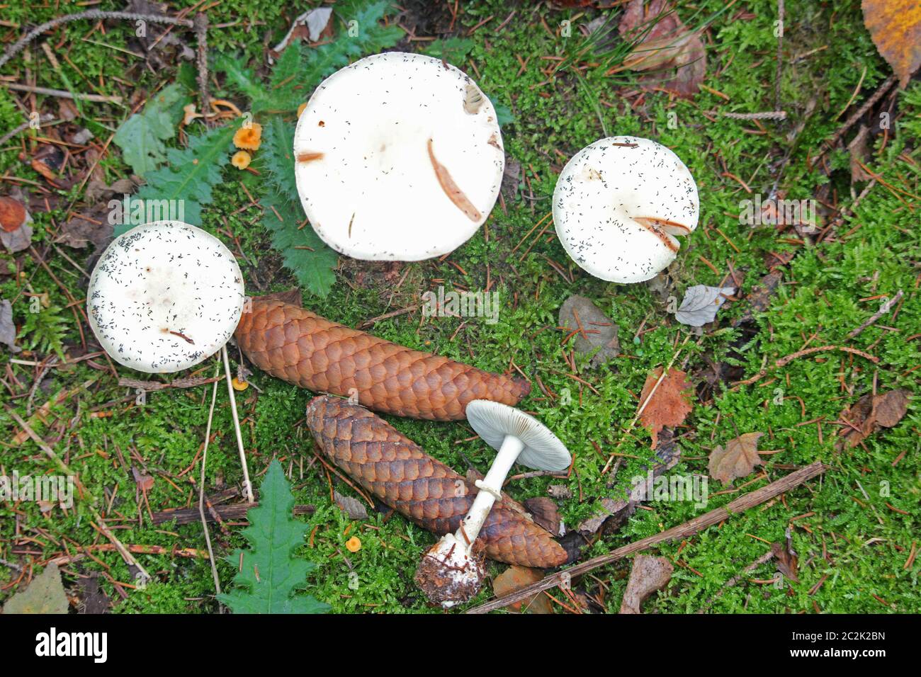 Gelbblütenblattpilz Stockfoto