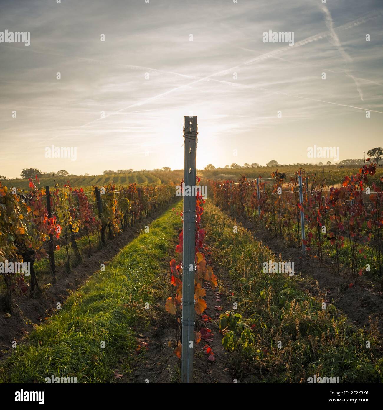 Herbstlicht in einem Weingut im Burgenland Stockfoto