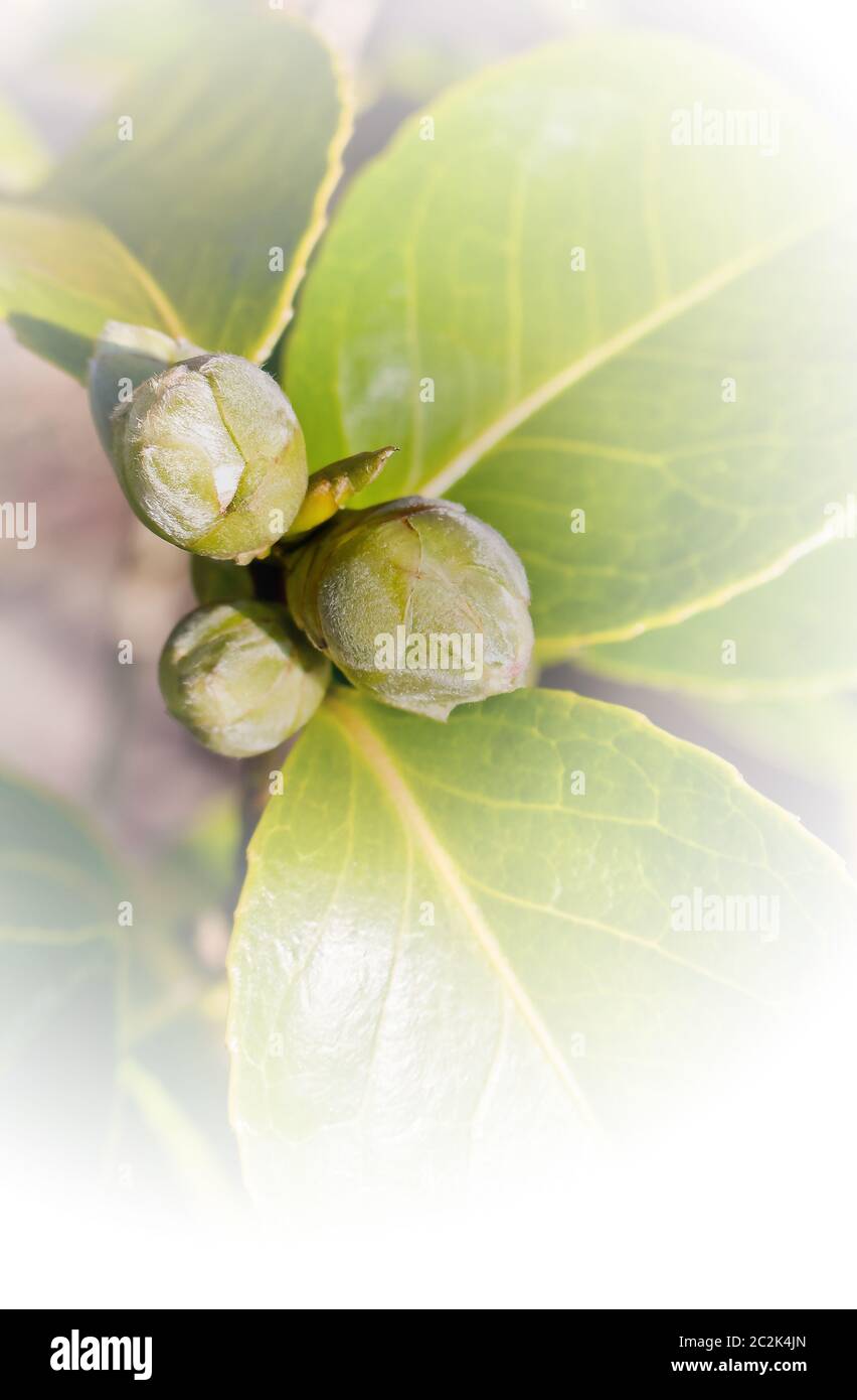 Blumen und Pflanzen. Knospen, eine Kamelie in einem verträumten Blick. Stockfoto