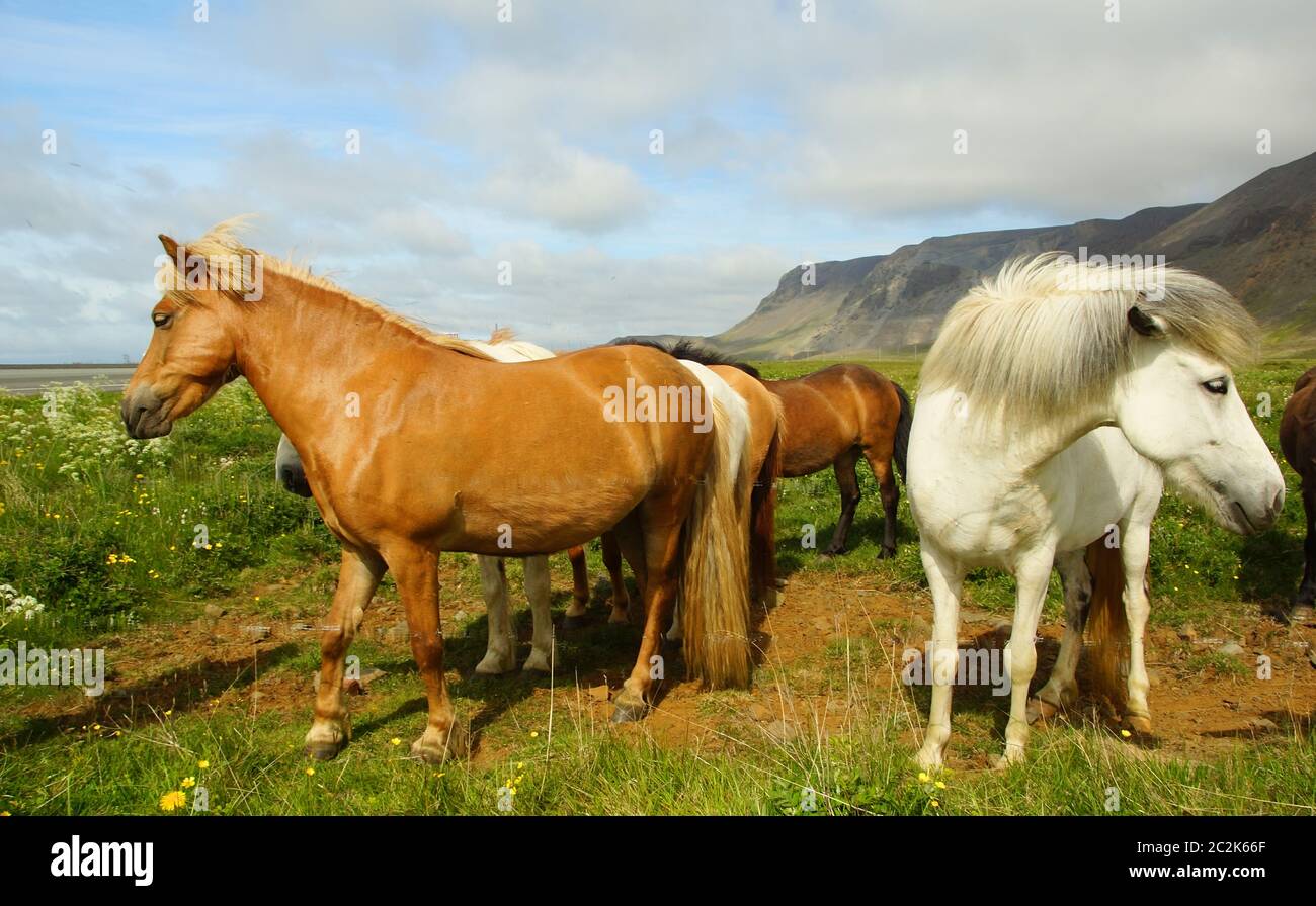 Schönes isländisches Pferd auf der Weide Stockfoto