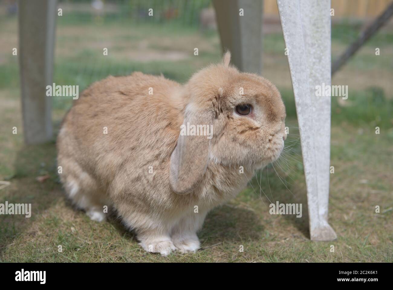 Sehr niedlichen sandigen Zwerg lop Haustier Kaninchen erkundet Gartenmöbel im Freien in strahlendem Sonnenschein, auf kurzem Gras in Stift. Sommer Tag und große braune Augen. Stockfoto