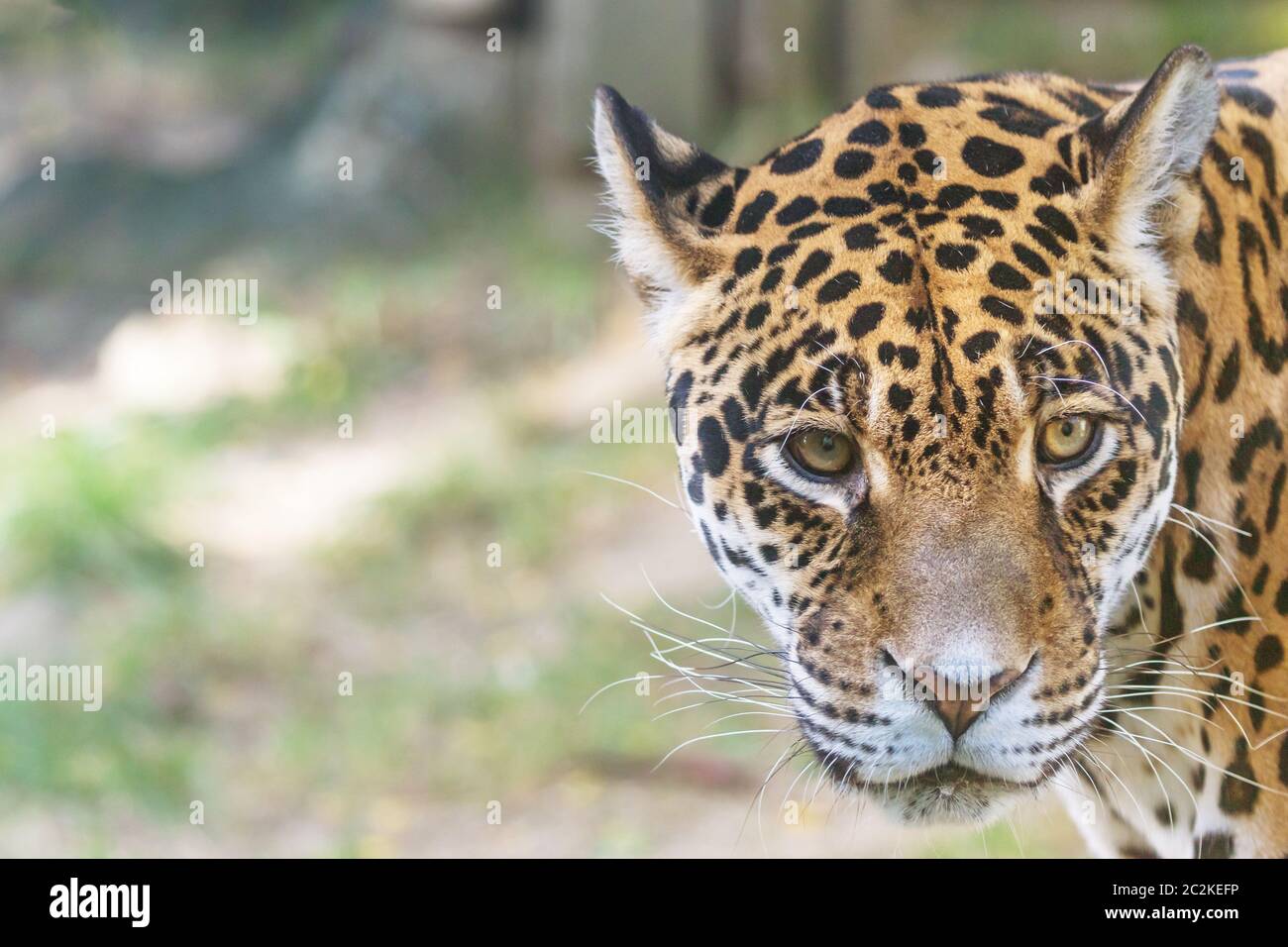 Porträt der amerikanischen Jaguar in die Kamera closeup suchen. Es gibt genug Platz für Ihren Text im Foto. Horizontal. Stockfoto