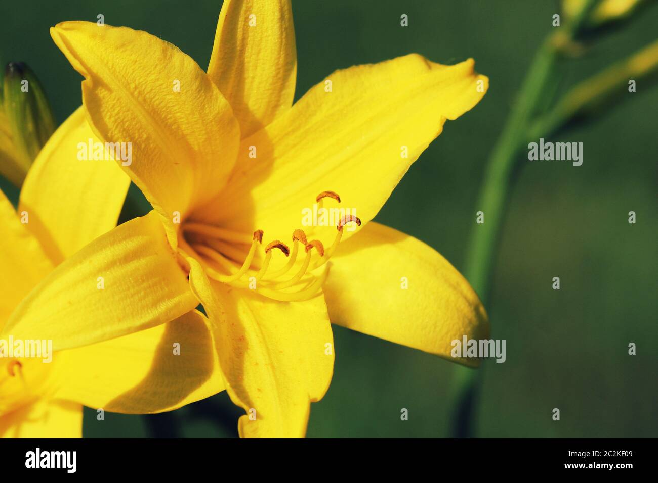 Zweig der Blüte Hemerocallis lilioasphodelus rief auch Zitrone Lily, Gelb Daylily, Hemerocallis flava. Stockfoto