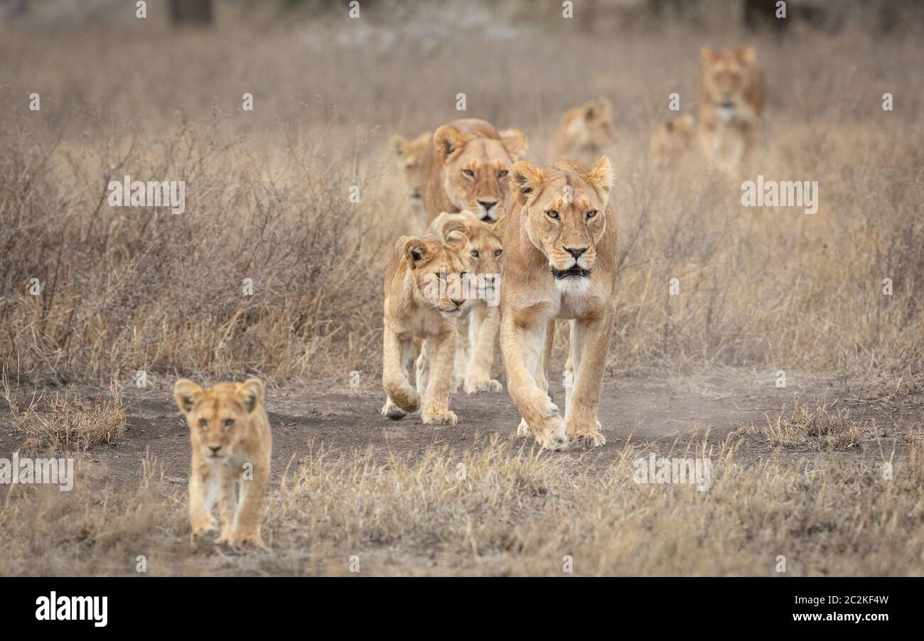 Löwenstolz, angeführt von einer erwachsenen Löwin mit vielen Löwenjungen, die im trockenen Busch in Ndutu Tansania spazieren Stockfoto Löwenstolz, angeführt von einer erwachsenen Löwin mit vielen Löwenjungen, die im trockenen Busch in Ndutu Tansania spazieren Stockfoto