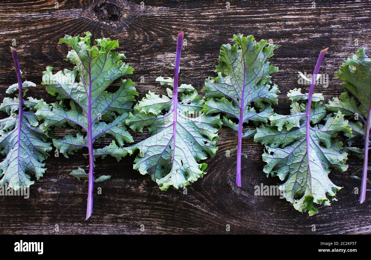 Rote Blätter oder Russischen kale Kale auf dunklem Hintergrund. Stockfoto