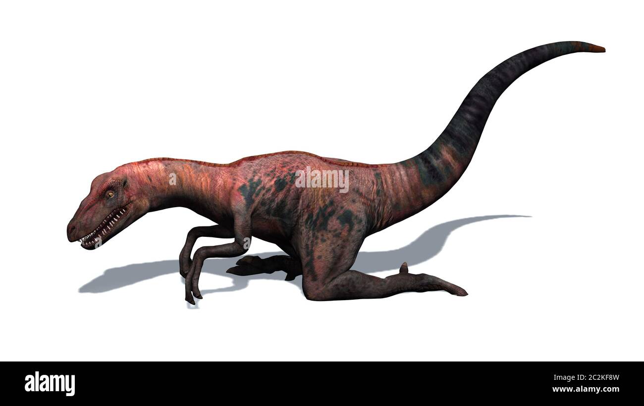 Dinosaurier - Velociraptor - zweibeinige Raubtiere mit einem langen steifen Schwanz Stockfoto