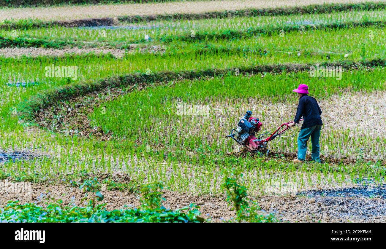 Autarke arbeitsintensive Landwirtschaft in der Provinz Ha Giang, Vietnam.traditionelle nachhaltige Landwirtschaft. Stockfoto