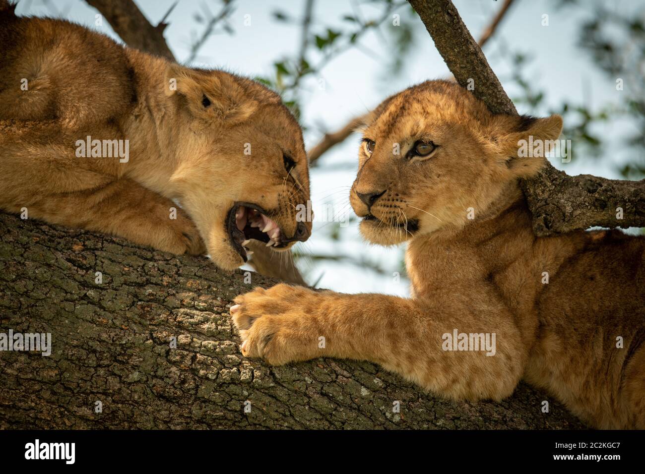 In der Nähe von Lion cub an einem anderen Brüllen Stockfoto