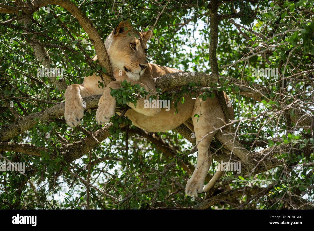 Nahaufnahme der Löwin im Baum drehen Kopf Stockfoto