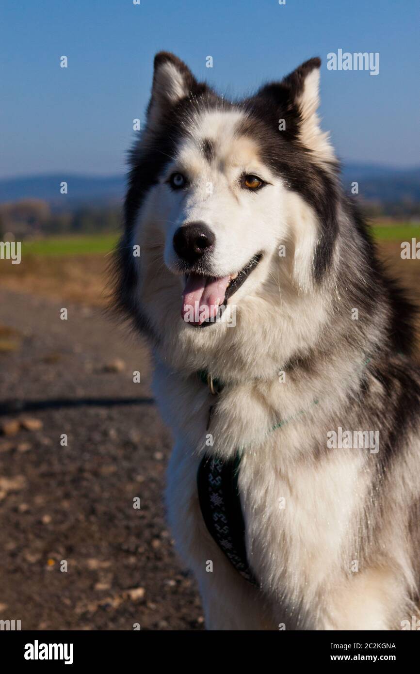 Husky, Siberian Husky Stockfoto