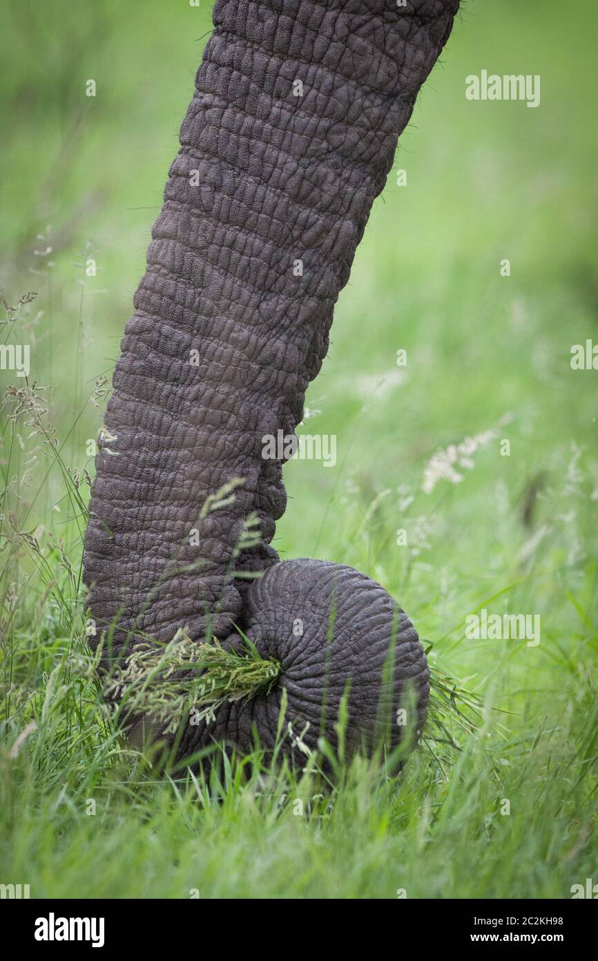 Eine vertikale Nahaufnahme auf dem Rüssel des Elefanten, der ein Bündel grünen Grases im Krüger Park Südafrika hält Stockfoto