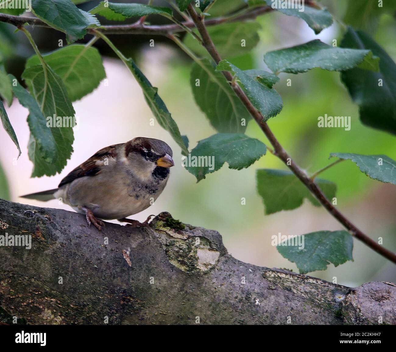 Männlicher Haussperling Passer domesticus in unserem Garten Stockfoto