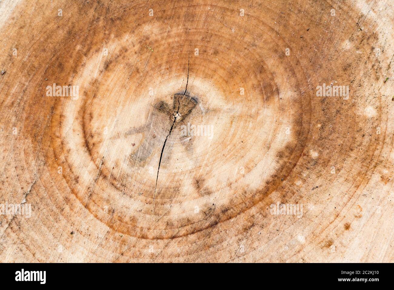 ?ut Baum in einem Wald. Holzstruktur oder Holzhintergrund. Stockfoto