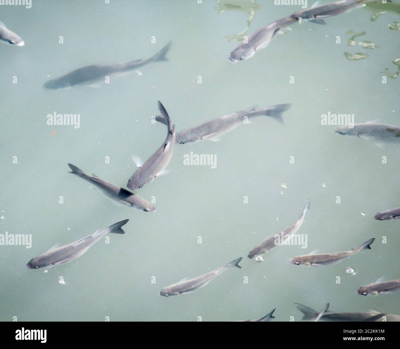 Viele Fische im Wasser eines Hafenbeckens Stockfoto