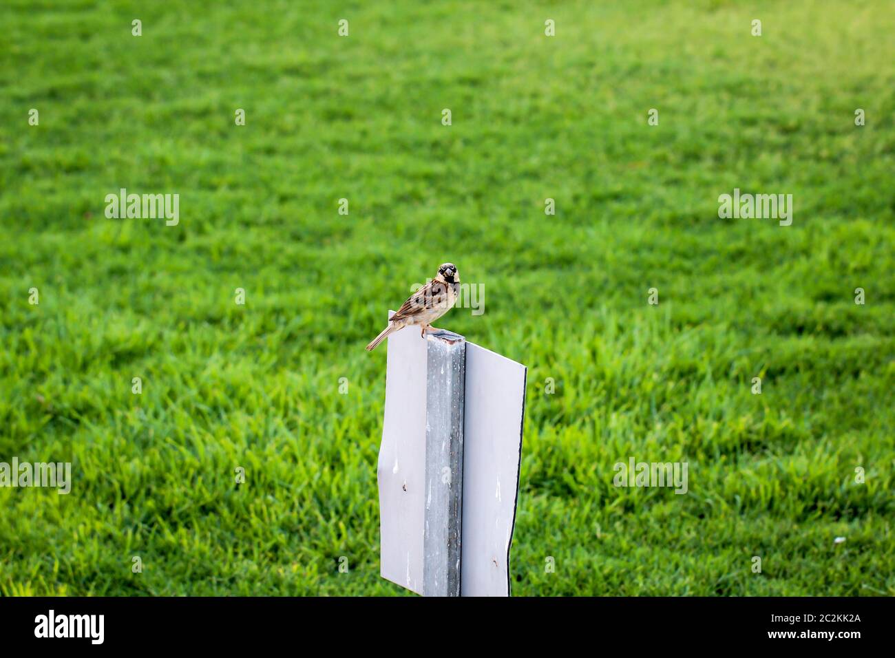 Ein Sperling sitzt auf einem Schild Stockfoto