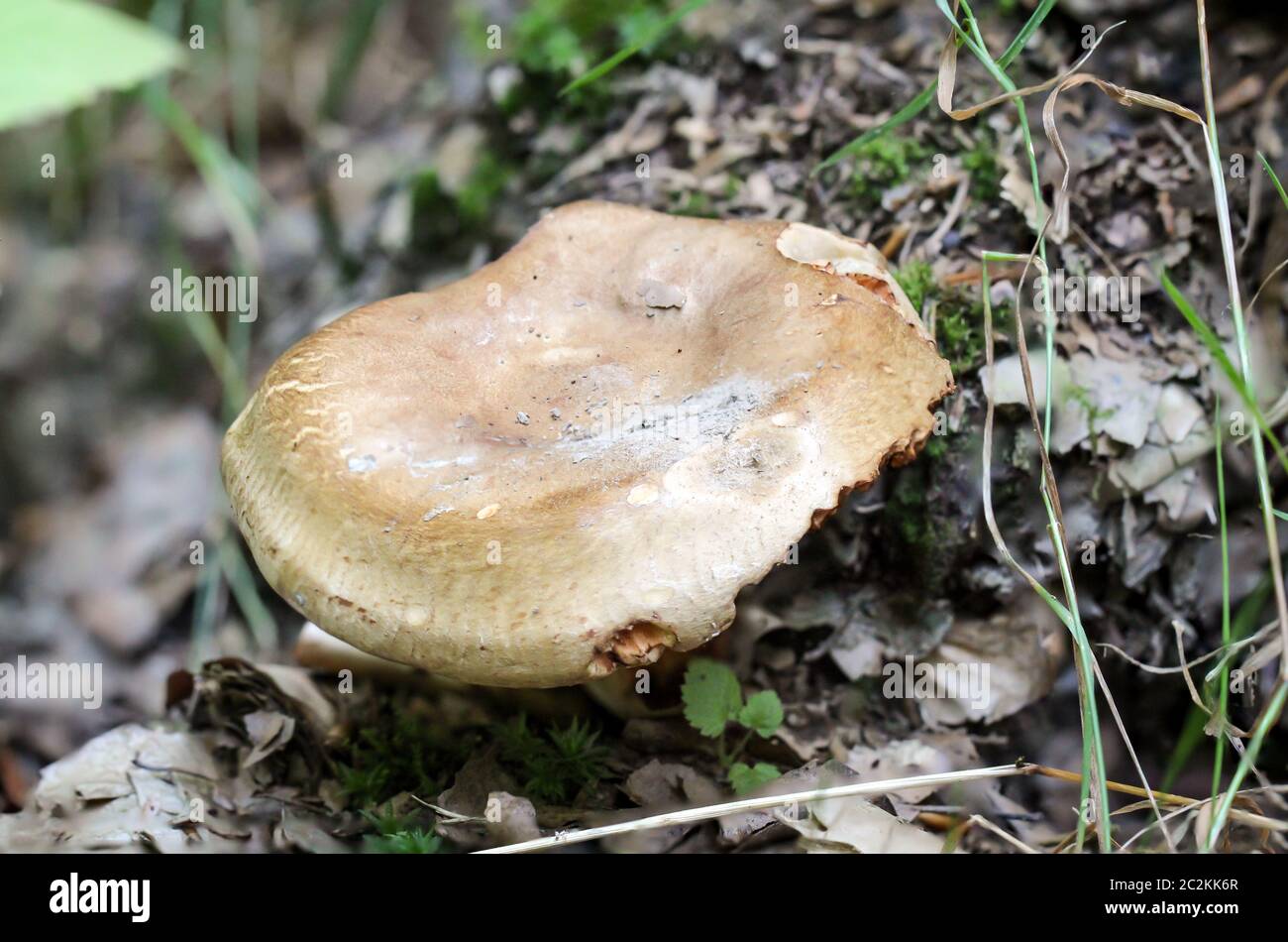 ein Pilz im Wald Stockfoto