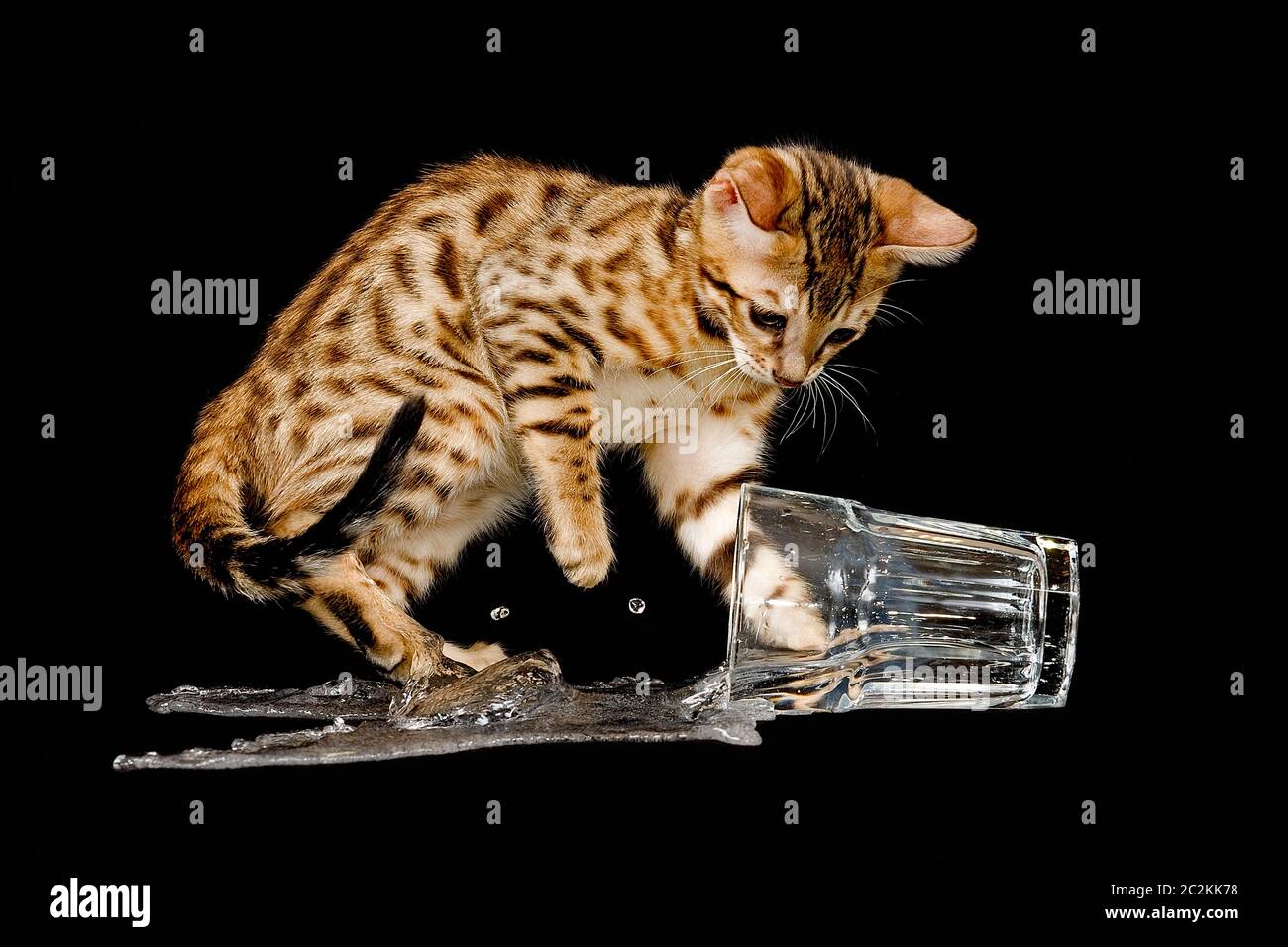 Katzen Bengal-2009-3442 Stockfoto