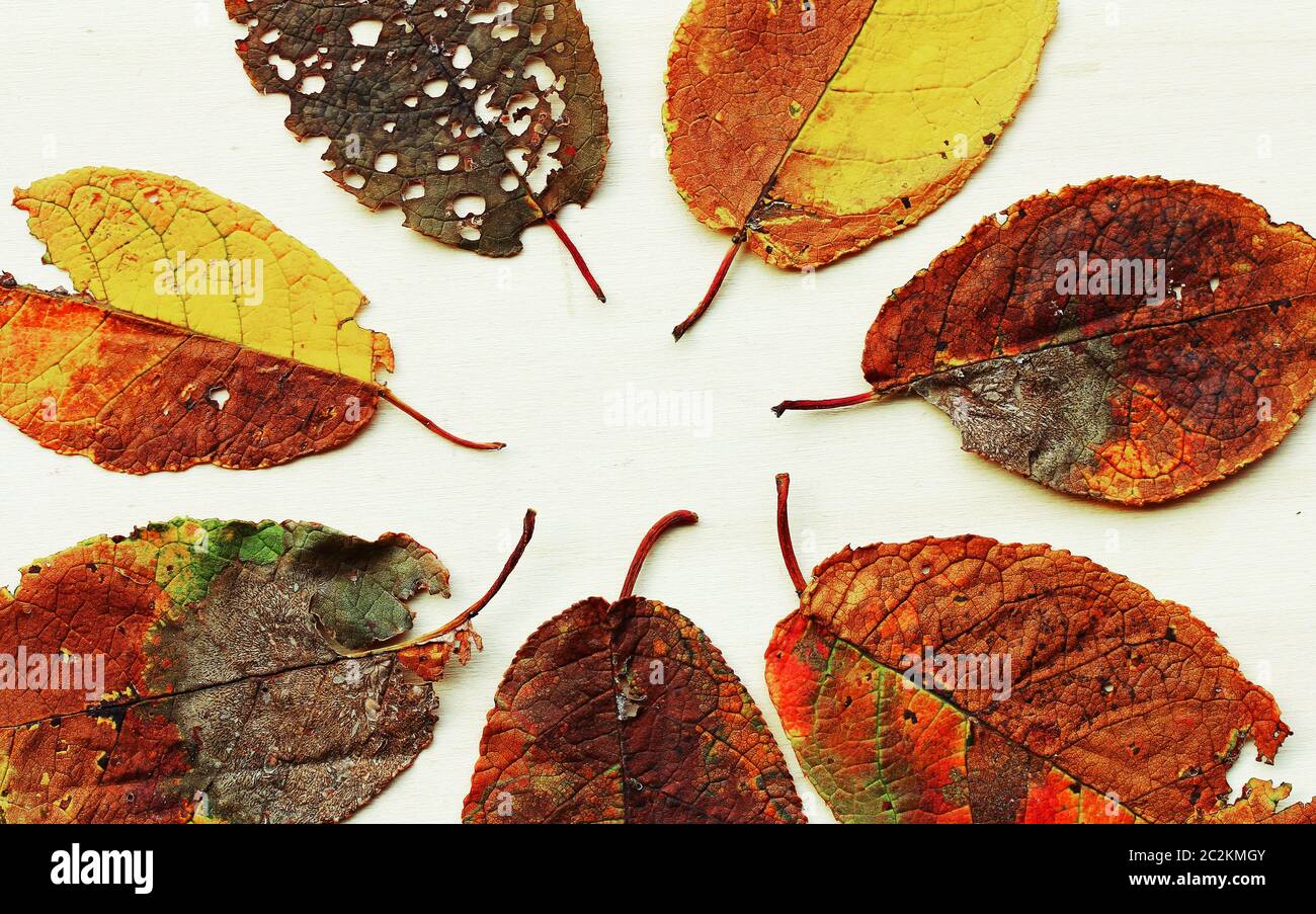 Verschiedene bunte Herbstblätter auf hellem Holzhintergrund Stockfoto
