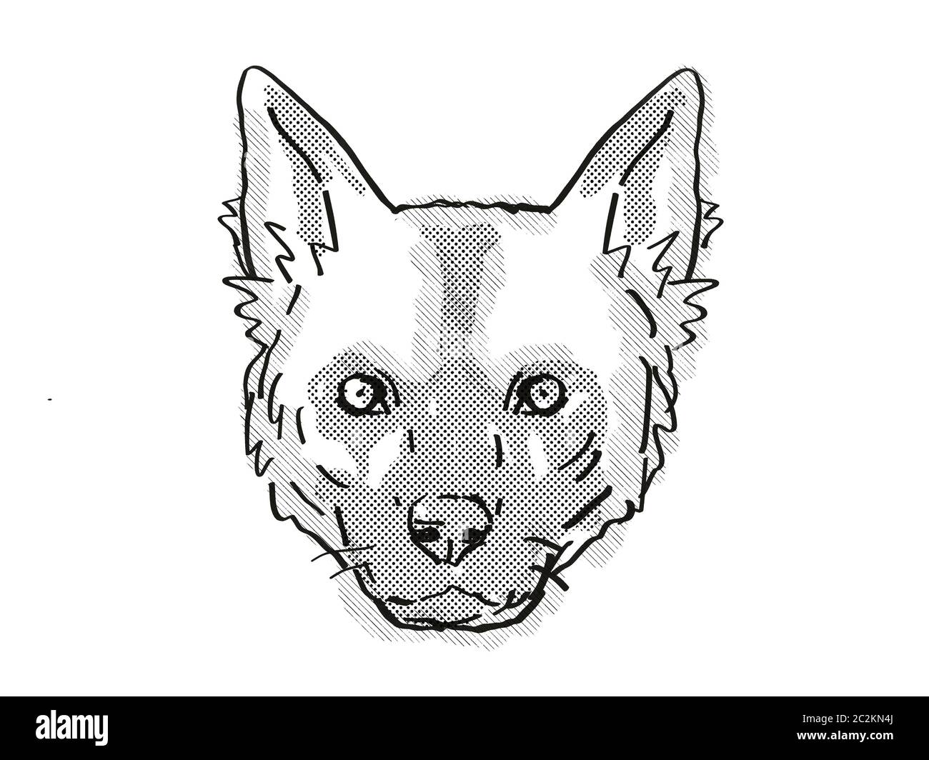 Cartoon Wild Dog Ausgeschnittene Stockfotos und -bilder - Alamy