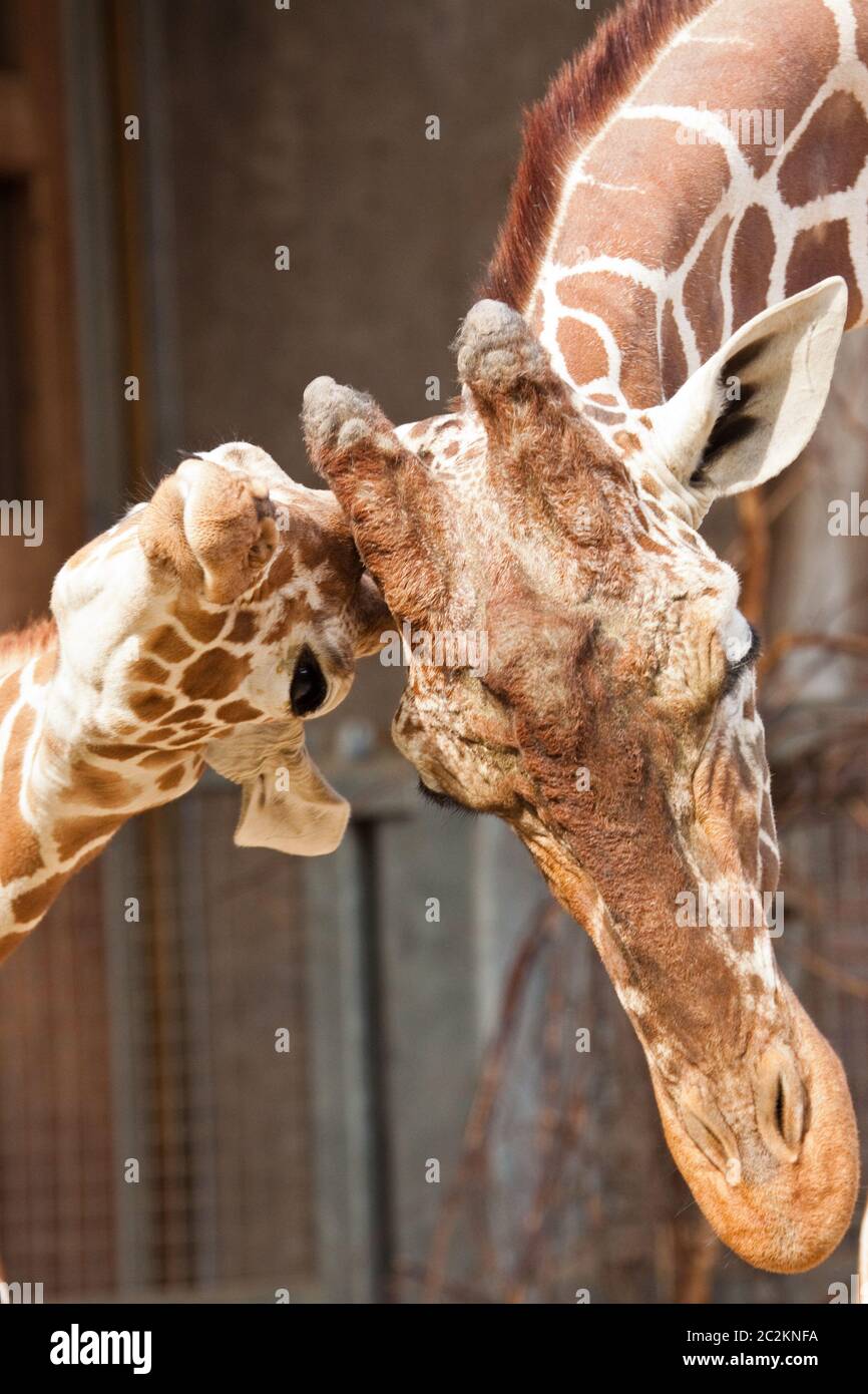 Rothschild Giraffe (Giraffa camelopardalis rothschildi) in einem Zoo Stockfoto