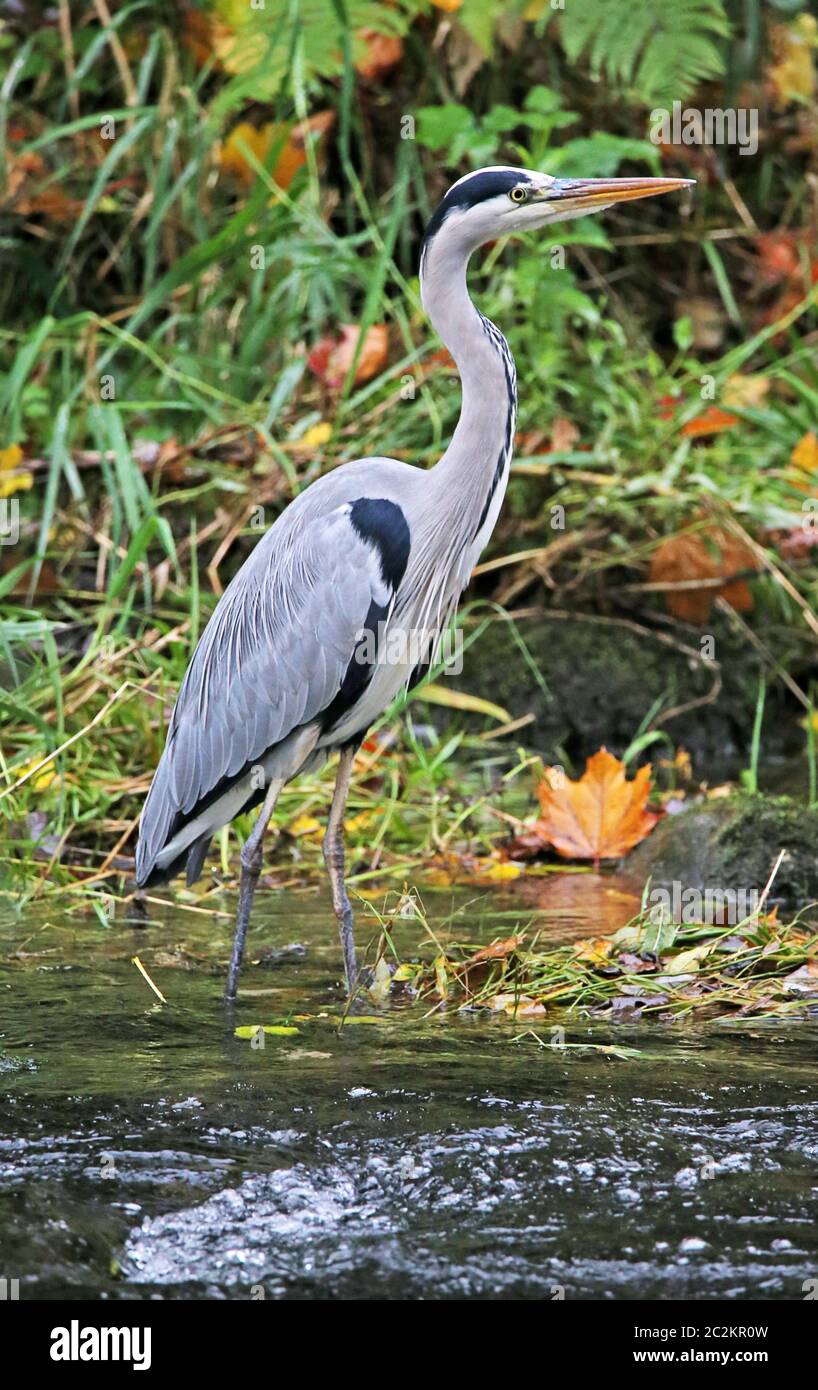 Graureiher Ardea cinerea im Dreisam in Freiburg Stockfoto