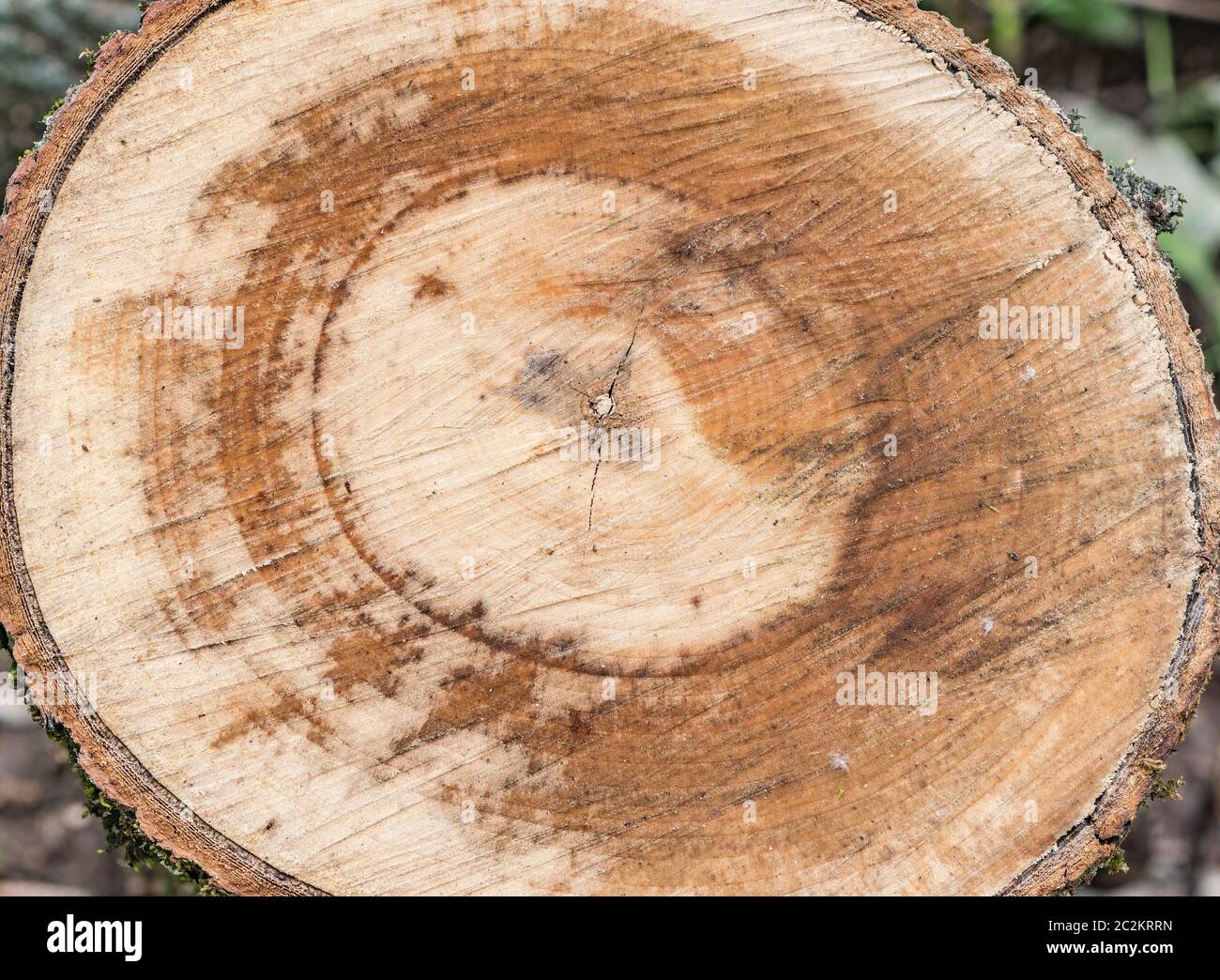 ?ut Baum in einem Wald. Holzstruktur oder Holzhintergrund. Stockfoto