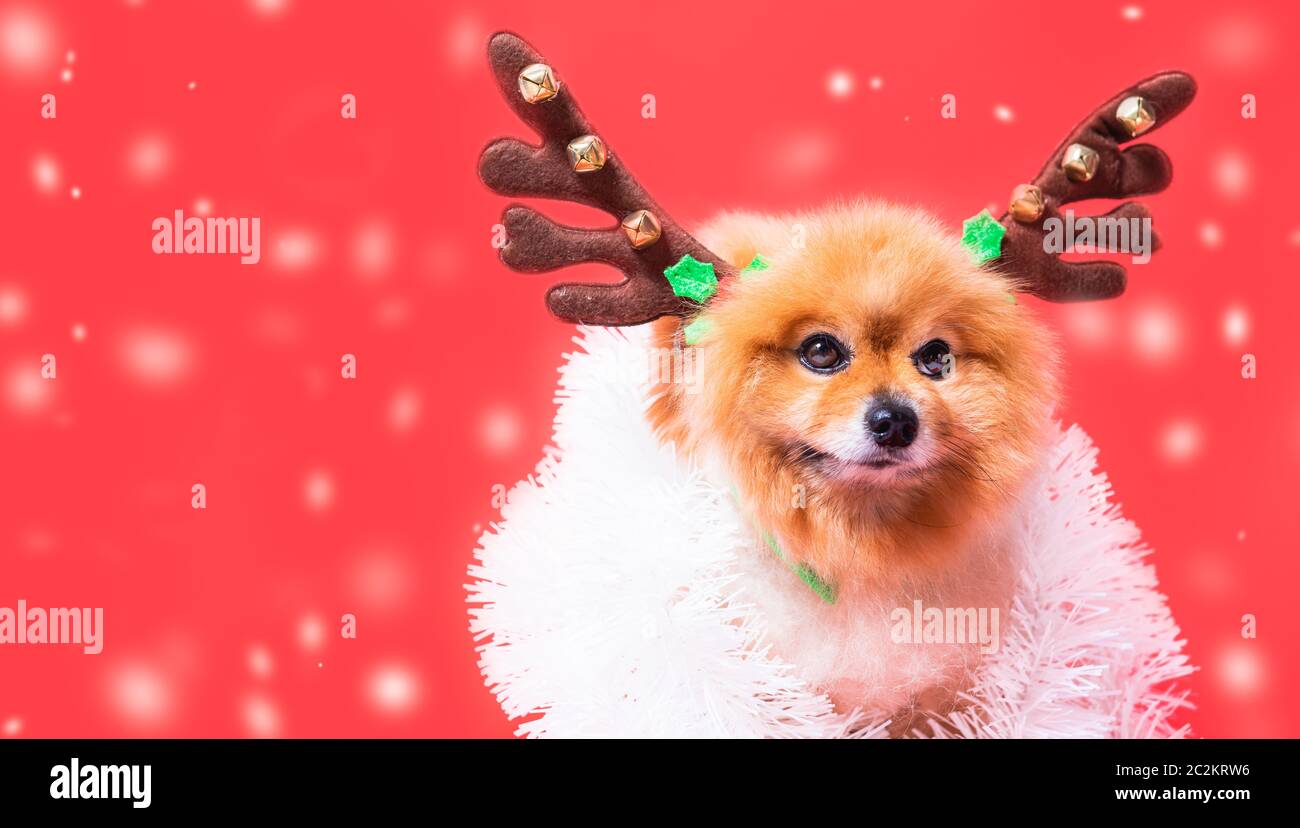 Detailansicht Chihuahua Hund lustig Portrait in Rentier, Weihnachten reh Kostüm auf rotem Hintergrund Stockfoto