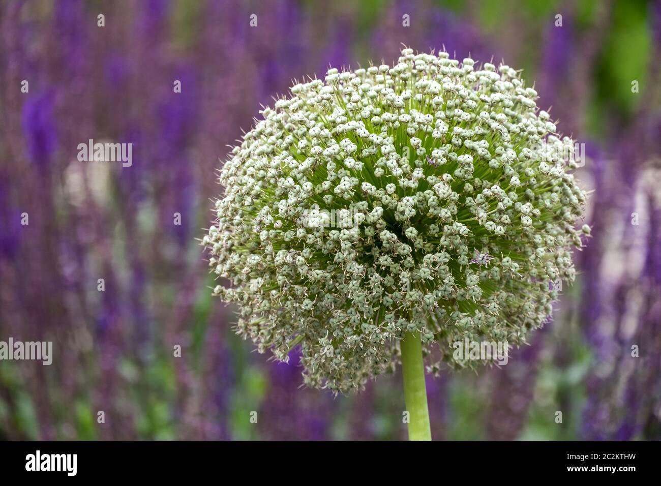 Zierpflanzen Knoblauch (Allium sp.) Stockfoto