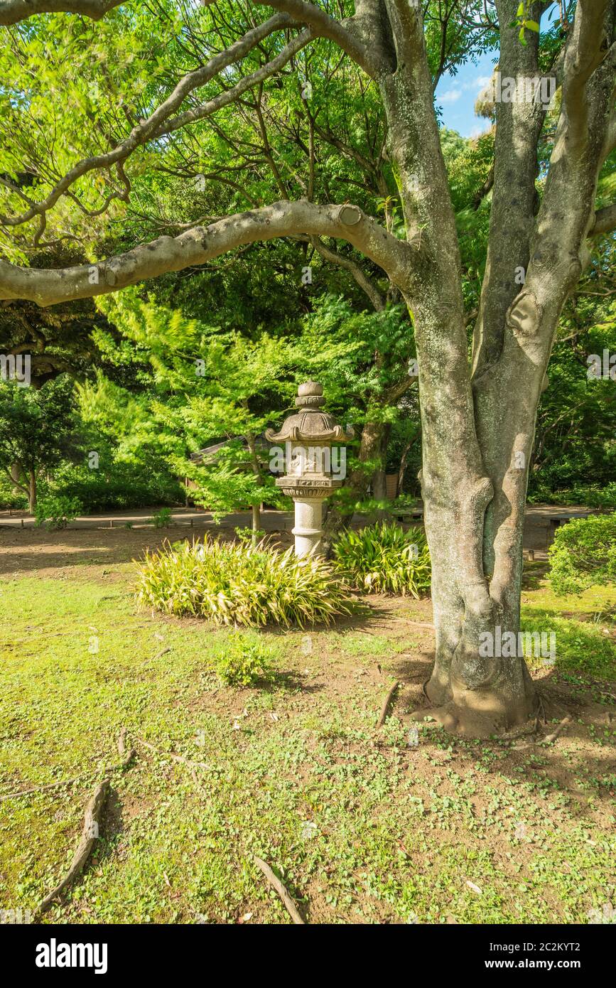 Große Steinlaterne unter einem alten großen Ahorn mit scheinbaren Wurzeln, die aus dem Rasen im Garten von Rikugien in Tokio in Japan kommen. Stockfoto