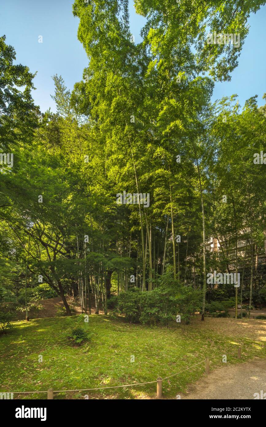 Bambuswald unter dem blauen Himmel lässt die Strahlen der Sonne durch sein Laub im Garten von Rikugien in Tokio in Japan. Stockfoto