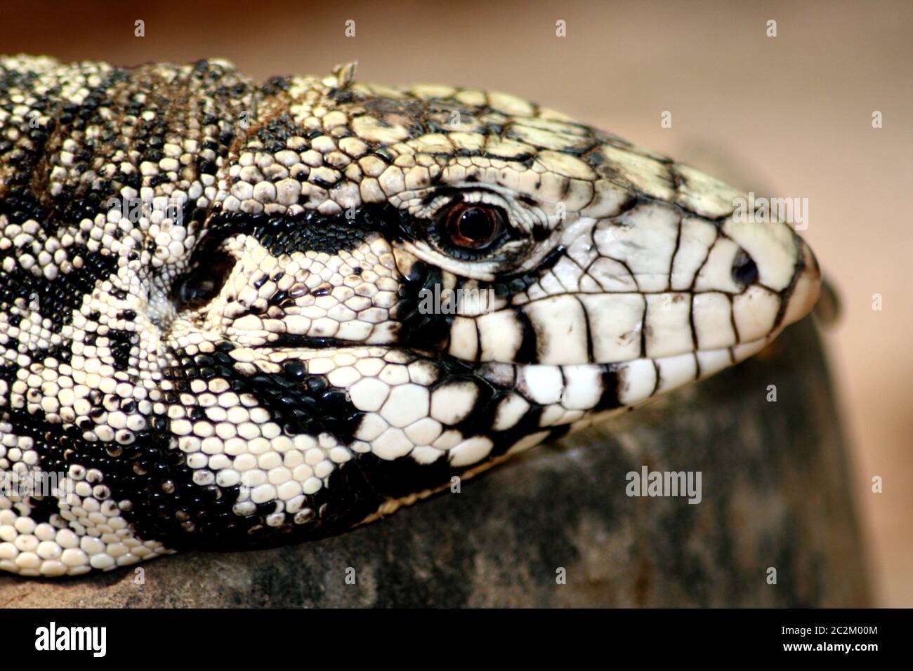 Porträt einer Gila Monster (Heloderma suspectum) Stockfoto