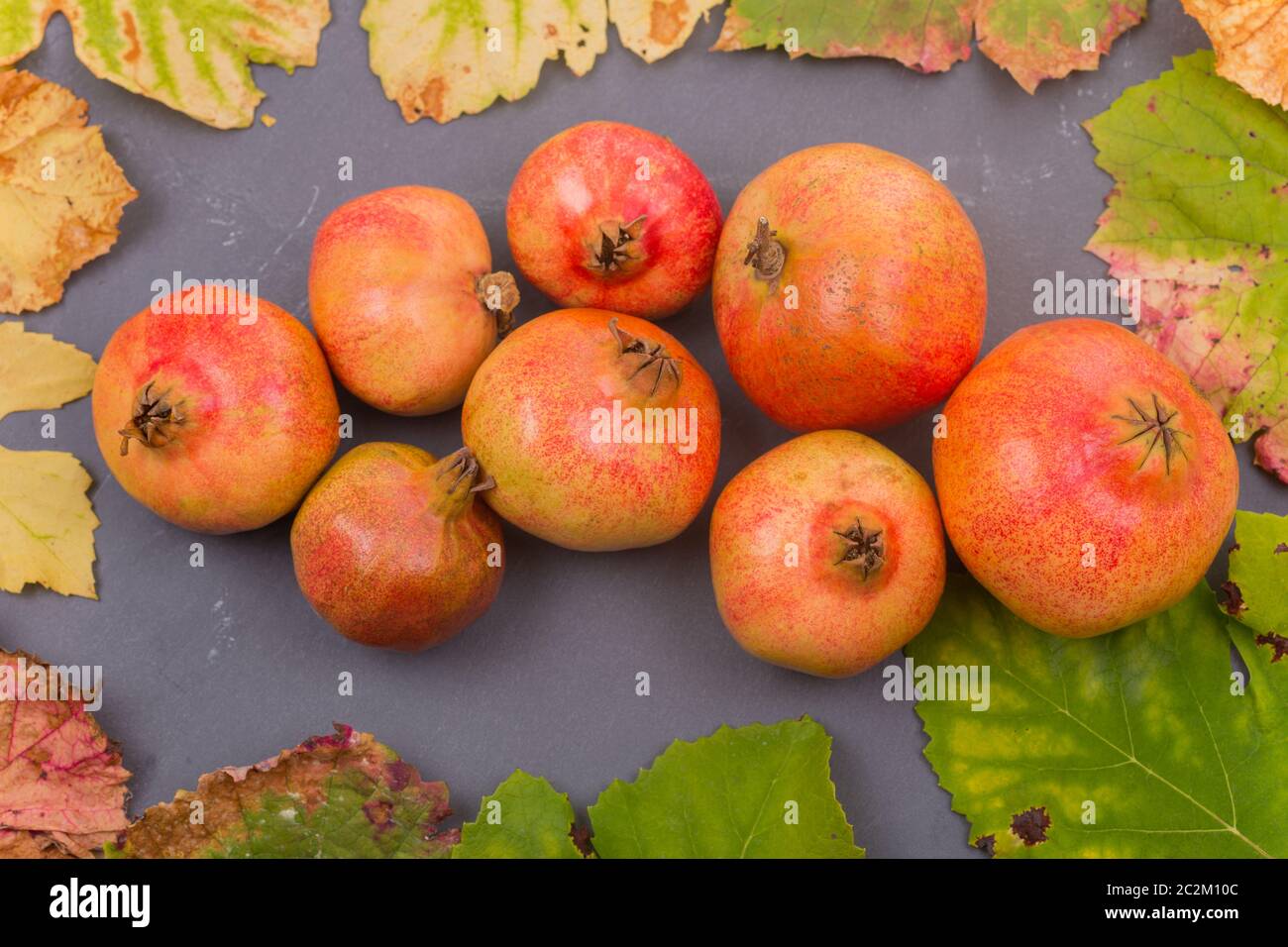 Granatäpfel, Herbst Früchte Stillleben unter Blättern auf Holztisch Stockfoto