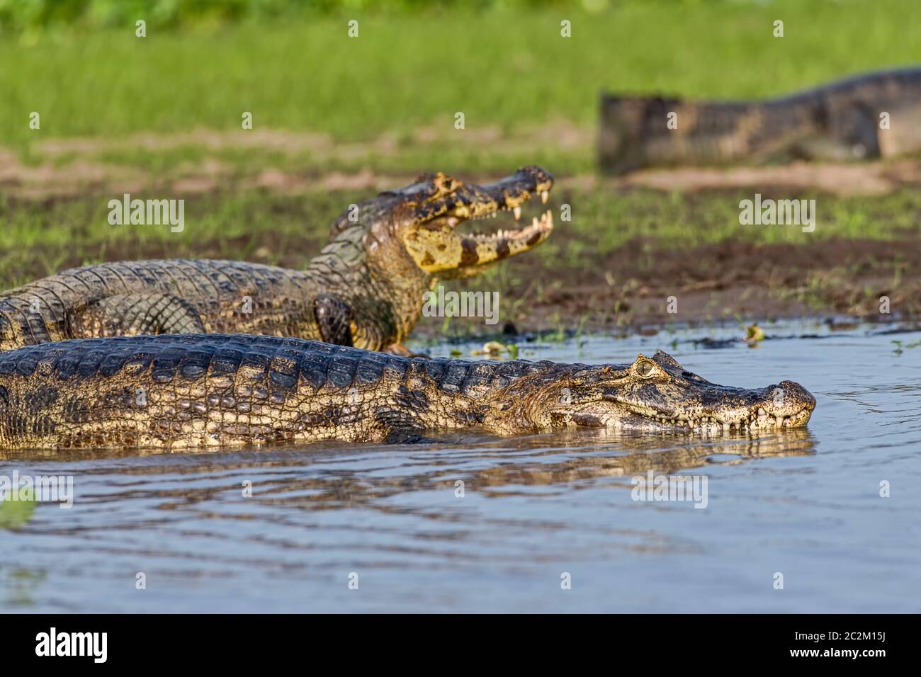 Brillenkaiman (Caiman crocodilus yacare), Pantanal, Mato Grosso, Brasilien Stockfoto