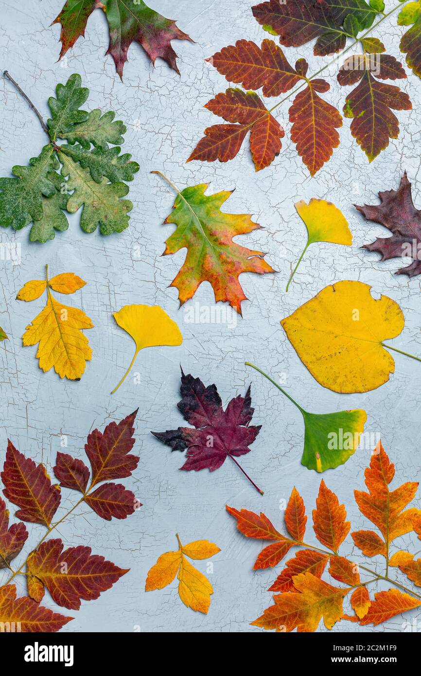 Zusammensetzung von bunten Herbstblättern. Stockfoto