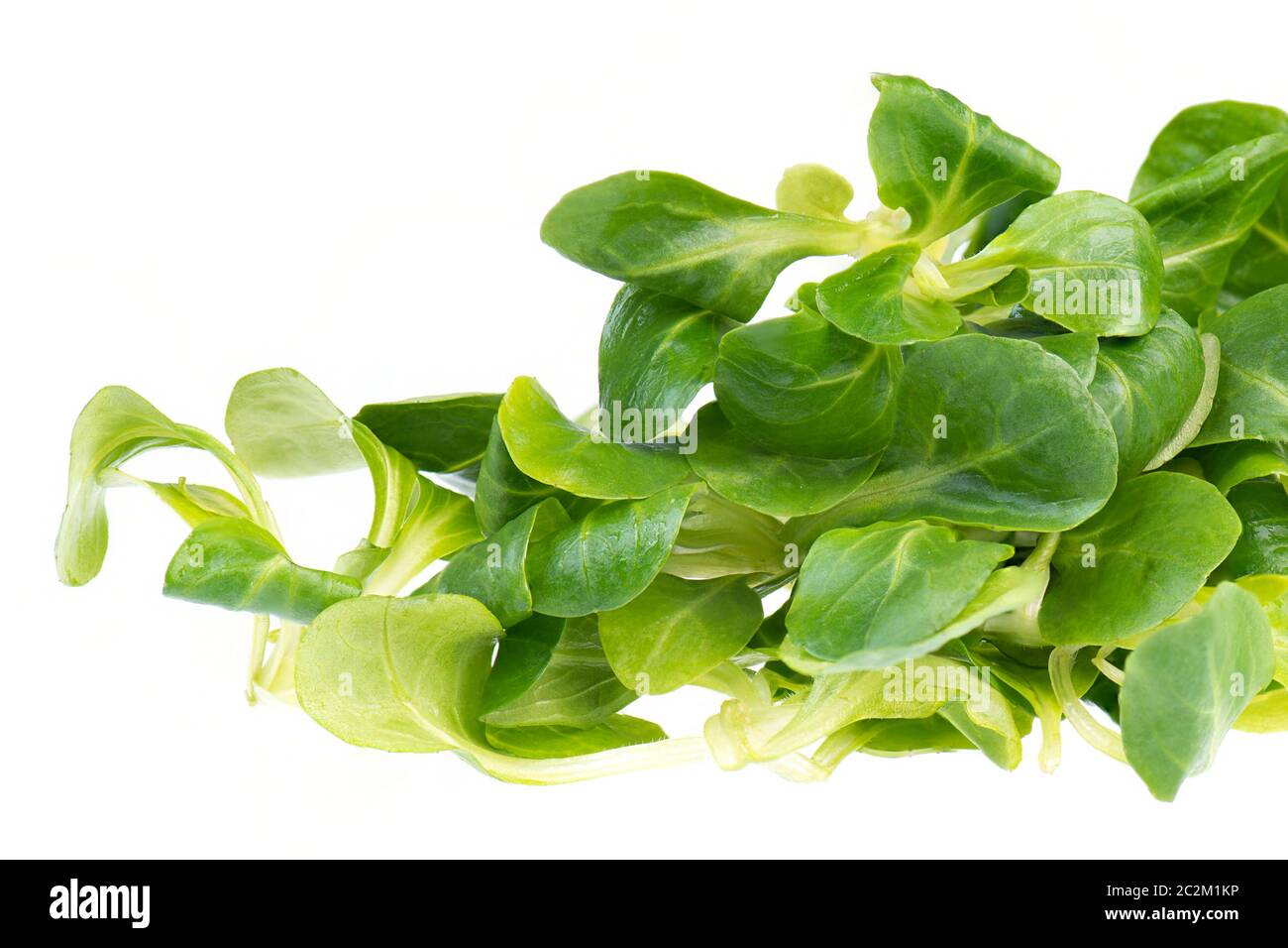 Lämmer Salat isoliert auf weißem Hintergrund Stockfoto