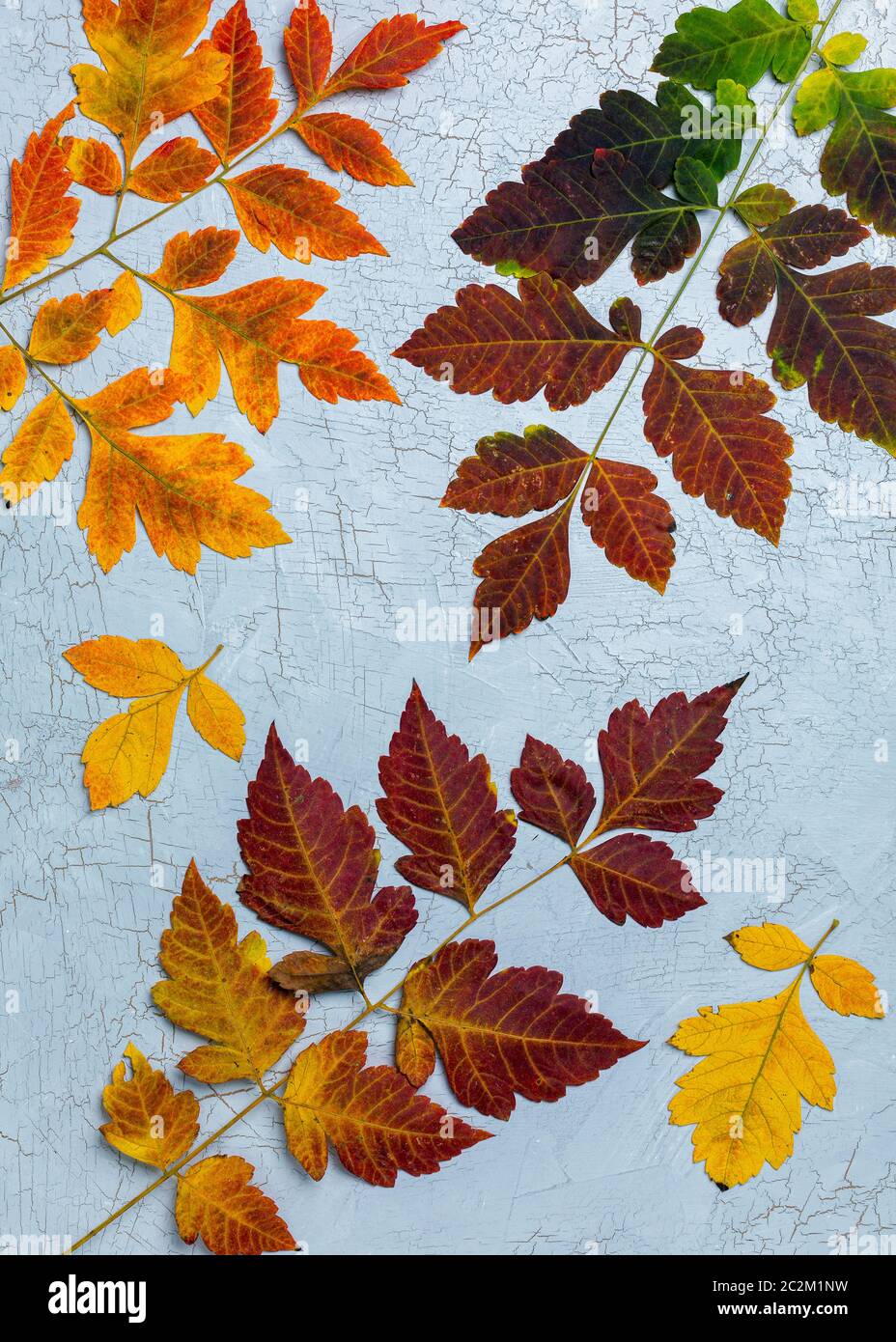 Bunte Blätter im Herbst. Stockfoto
