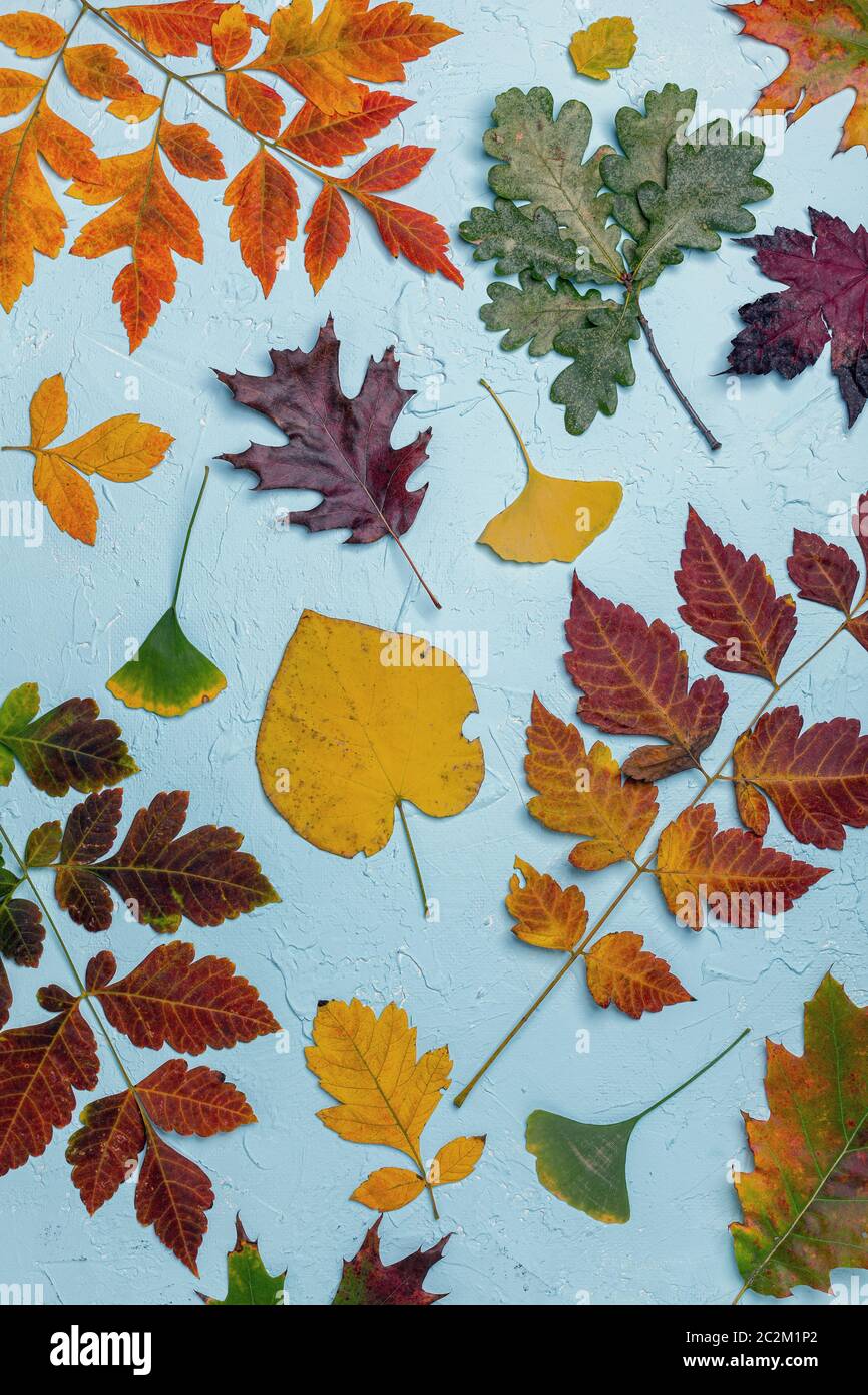 Muster aus bunten Herbstblättern. Stockfoto