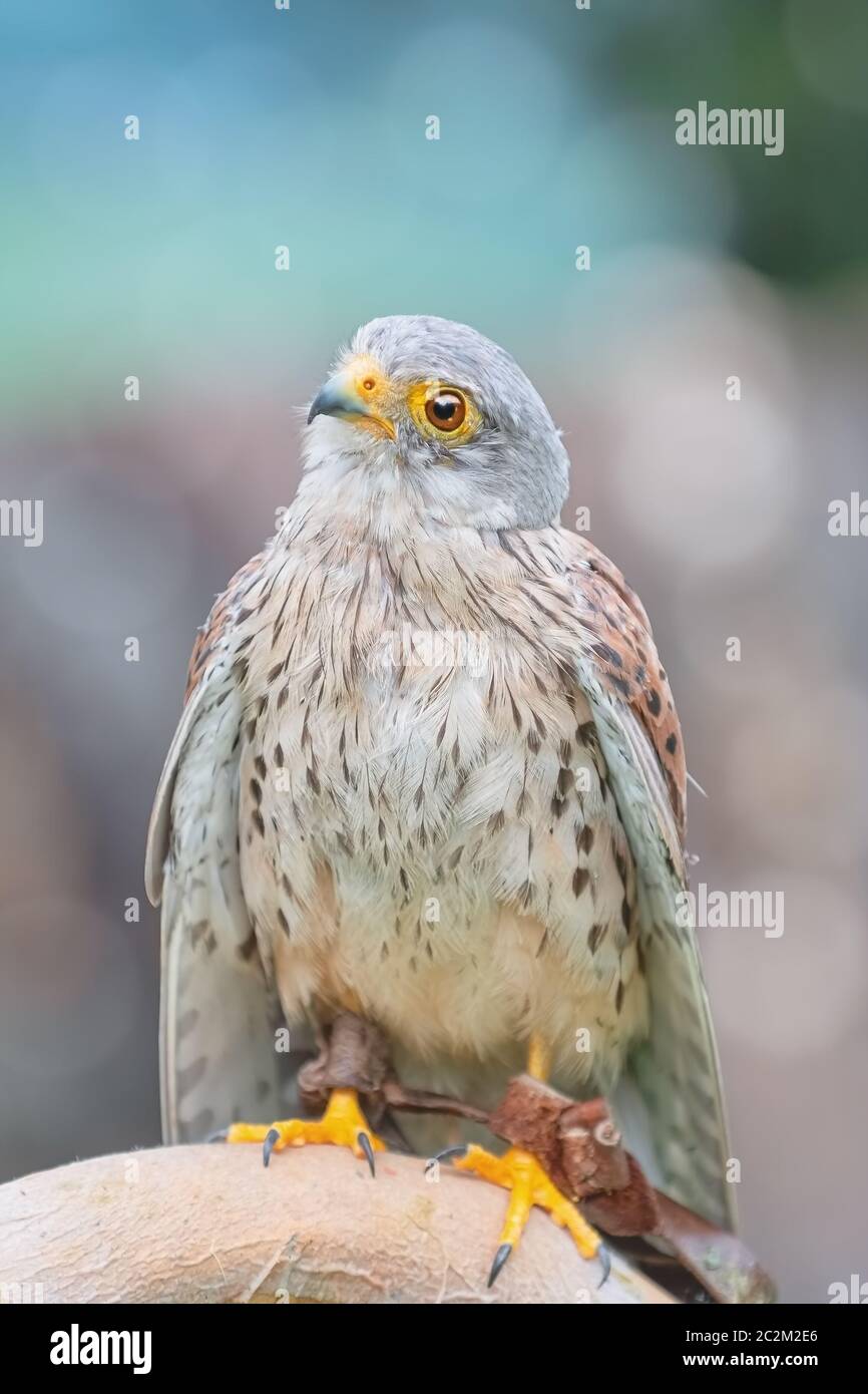 Turmfalke (Falco Tinnunculus) Stockfoto