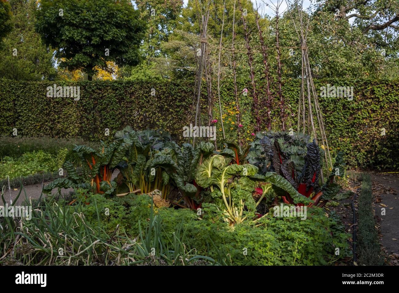 Gemüsegarten herbst Fotos und Bildmaterial in hoher Auflösung Alamy
