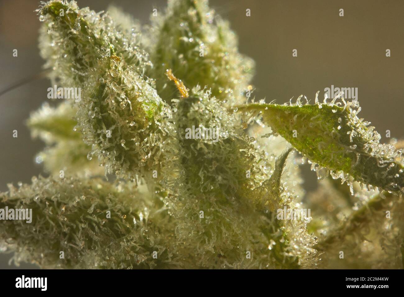 Die Erweiterung einer Sativa Hanf Blüte mit sichtbarer Harz Kristalle an den Haaren und während der Blütezeit der Pflanze entwickelt. Stockfoto
