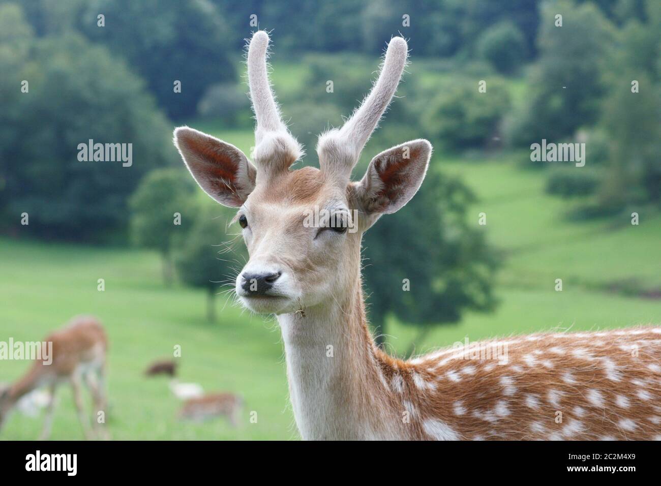 Ein junger Hirsch Geweih, der Stier noch in der Bast) Stockfoto