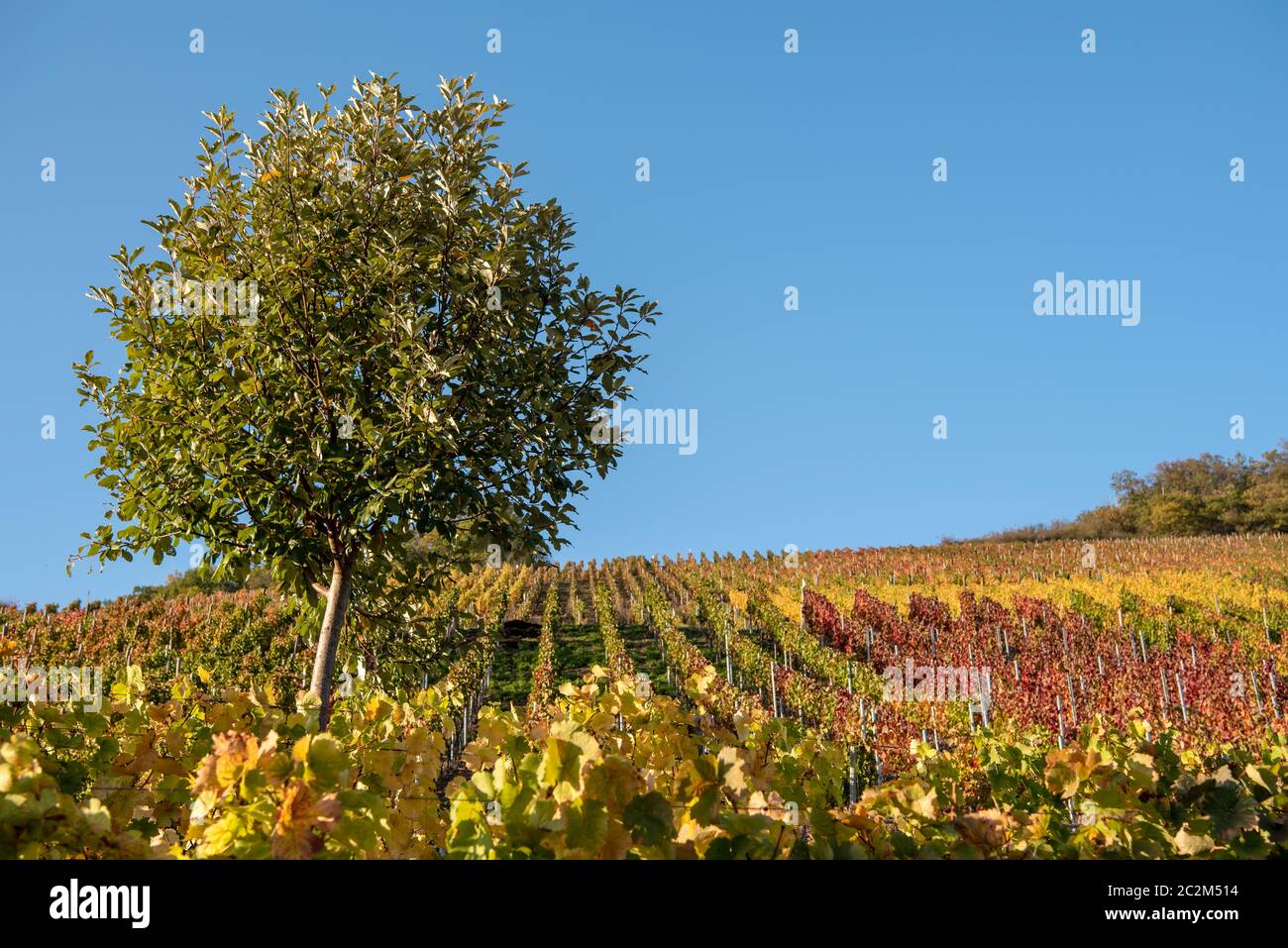 Terrassen mit Weinbergen Stockfoto