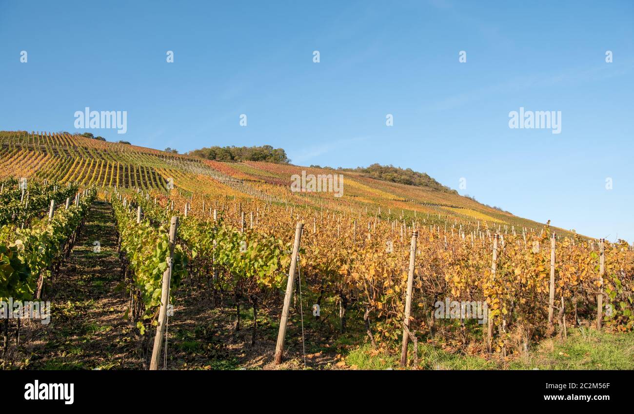 Terrassen mit Weinbergen Stockfoto