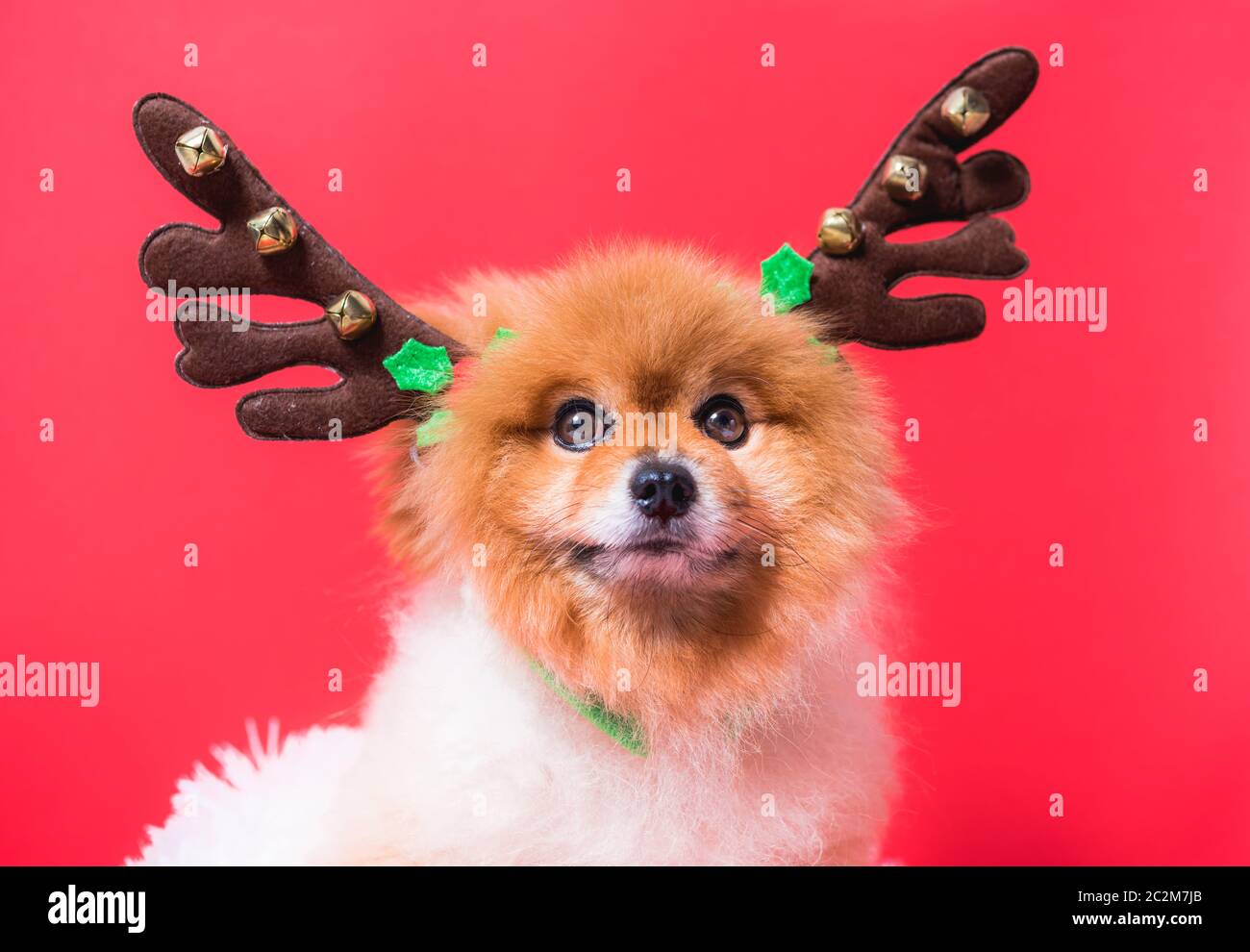 Detailansicht Chihuahua Hund lustig Portrait in Rentier, Weihnachten reh Kostüm auf rotem Hintergrund Stockfoto