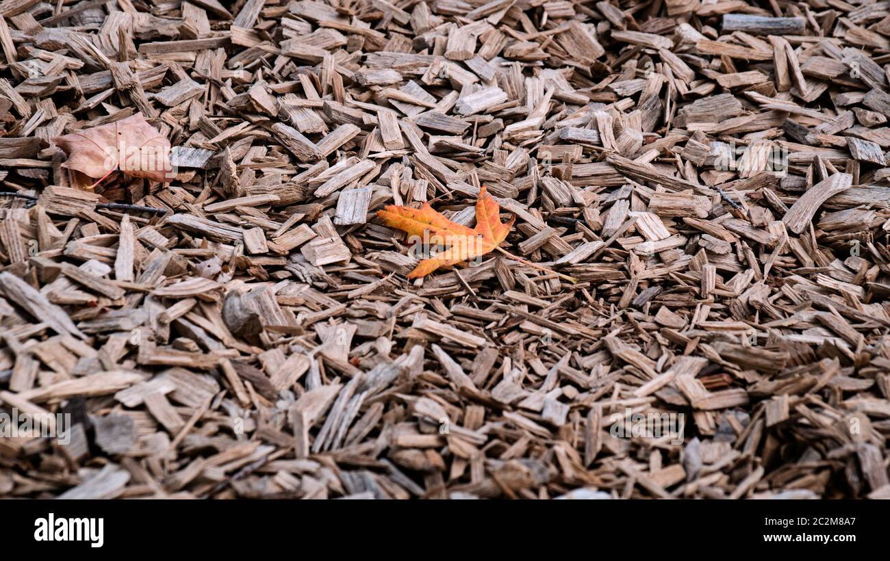 Orange Herbst Ahornblatt auf zerkleinerten Zedernbaum Rinde Textur Hintergrund Nahaufnahme. Kofferraum. Alte Baumrinde Hintergrund oder Textur. Braun geschreddert Stockfoto