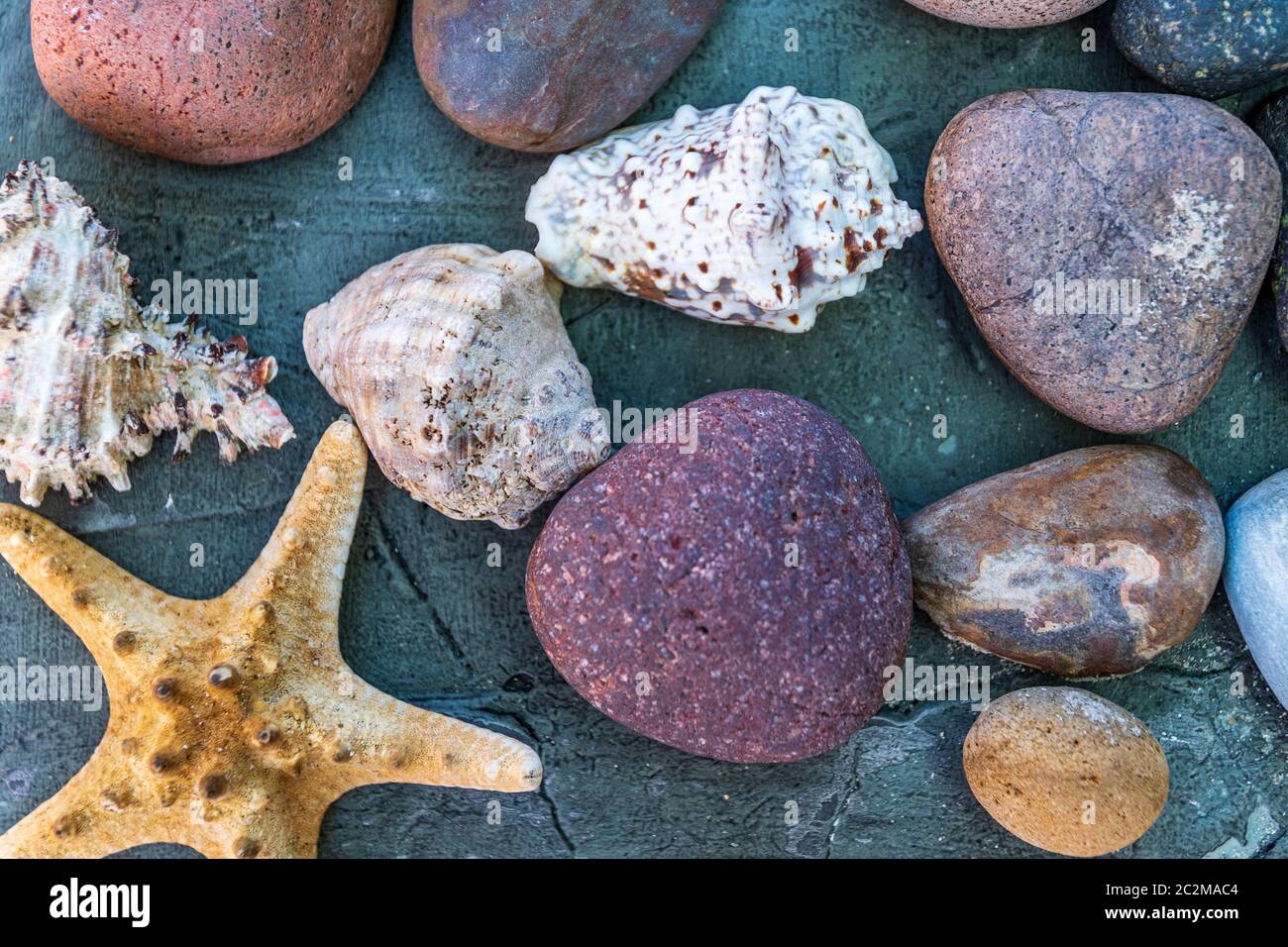 Seesterne neben Felsen und Schnecken Stockfoto