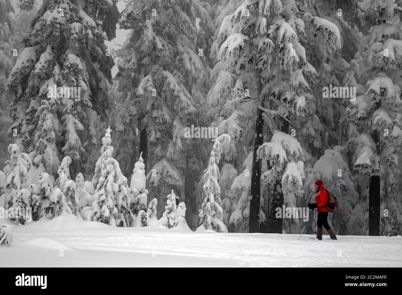WA16860-00- WASHINGTON - Skifahrer auf dem Gipfel des Amabilis Mountain im Wenatchee National Forest. Stockfoto
