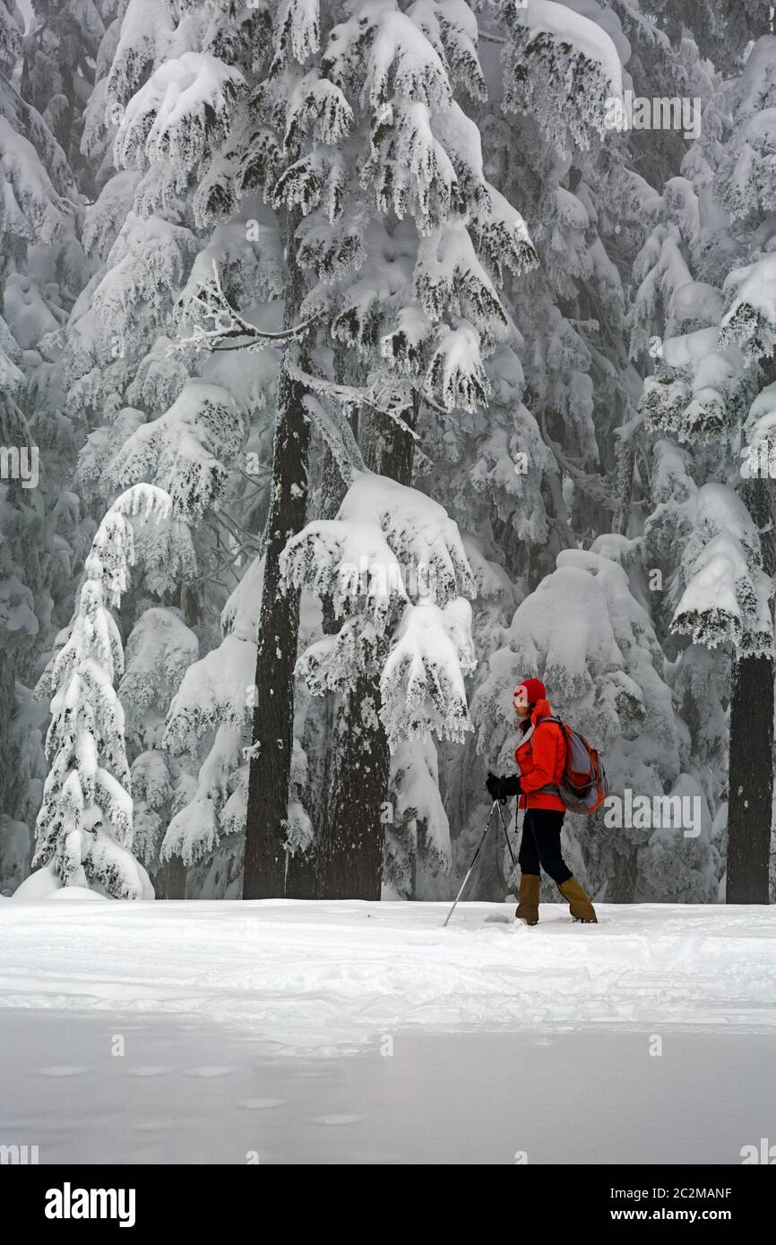 WA16861-00- WASHINGTON - Skifahrer auf dem Gipfel des Amabilis Mountain im Wenatchee National Forest. Stockfoto