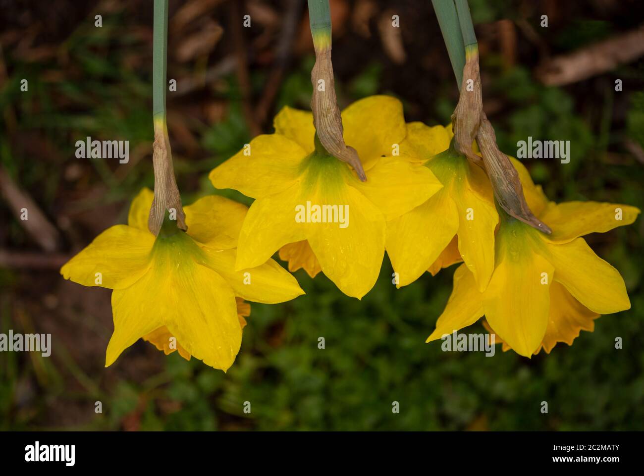 WA16865-00...WASHINGTON - Blumen blühen Anfang März im Washington Park Arboretum in Seattle. Stockfoto