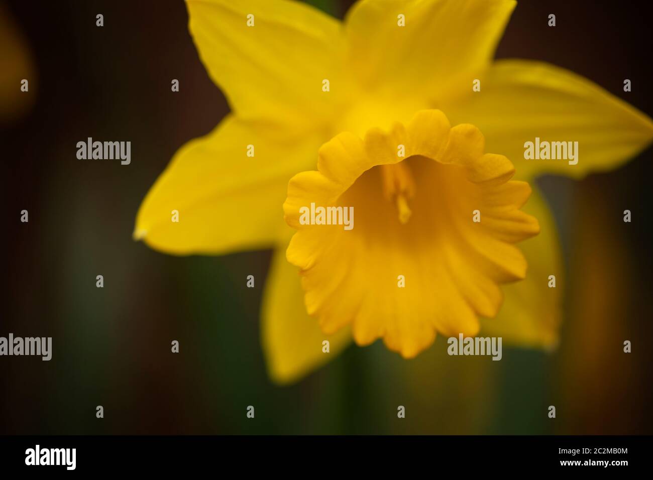 WA16867-00...WASHINGTON - Daffodil blüht Anfang März im Washington Park Arboretum in Seattle. Stockfoto